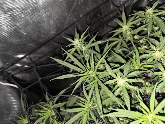 Bubblegum Femaleseeds. Week 10 - 17/03/2026 
86% 675watts 
