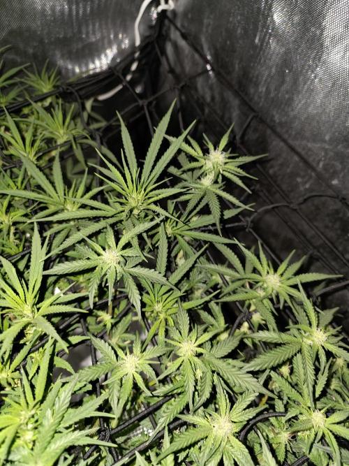 Bubblegum Femaleseeds. Week 10 - 17/03/2026 
86% 675watts 
