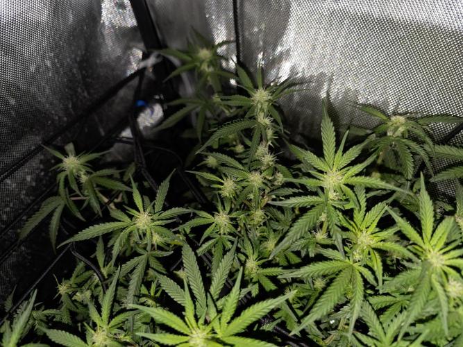 Bubblegum Femaleseeds. Week 10 - 17/03/2026 
86% 675watts 
