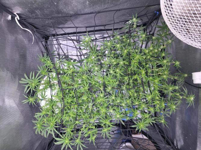 Bubblegum Femaleseeds. Week 10 - 18/03/2026
Lite defoll and turned light down to 76% 