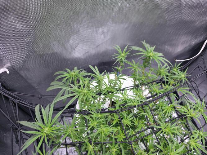 Bubblegum Femaleseeds. Week 10 - 18/03/2026
Lite defoll and turned light down to 76% 