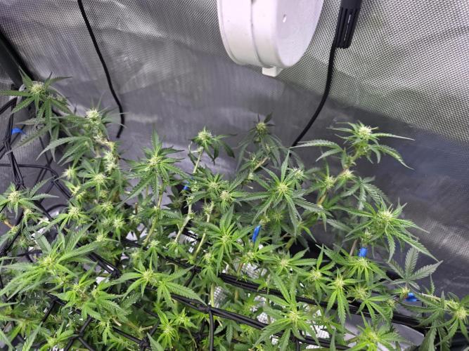 Bubblegum Femaleseeds. Week 10 - 18/03/2026
Lite defoll and turned light down to 76% 