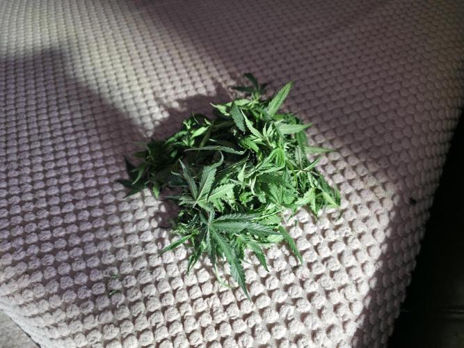 Bubblegum Femaleseeds. Week 10 - 18/03/2026
Lite defoll and turned light down to 76% 