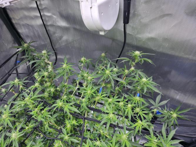 Bubblegum Femaleseeds. Week 10 - 18/03/2026
Lite defoll and turned light down to 76% 