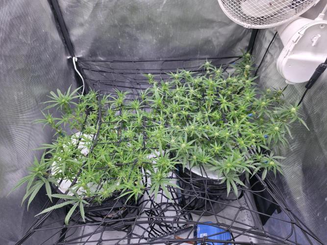 Bubblegum Femaleseeds. Week 10 - 18/03/2026
Midday: Turned light upto 80% 