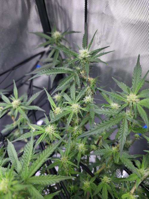 Bubblegum Femaleseeds. Week 10 - 18/03/2026
Midday: Turned light upto 80% 