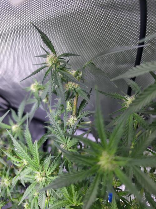 Bubblegum Femaleseeds. Week 10 - 18/03/2026
Midday: Turned light upto 80% 