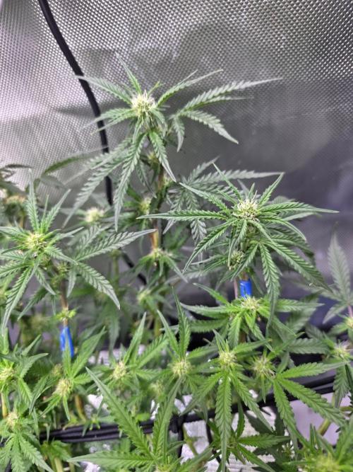 Bubblegum Femaleseeds. Week 10 - 18/03/2026
Midday: Turned light upto 80% 