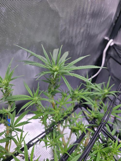 Bubblegum Femaleseeds. Week 10 - 18/03/2026
Midday: Turned light upto 80% 