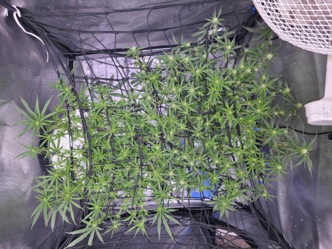 Bubblegum Femaleseeds. Week 10 - 18/03/2026
Midday: Turned light upto 80% 