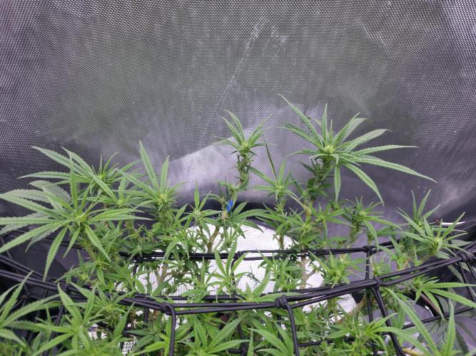 Bubblegum Femaleseeds. Week 10 - 18/03/2026
Midday: Turned light upto 80% 