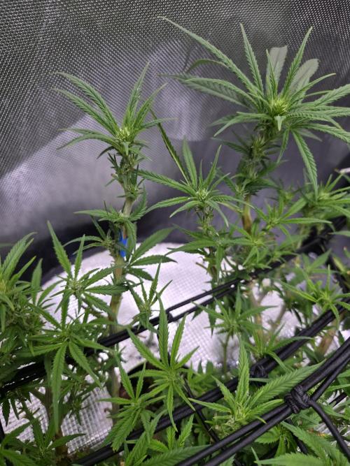 Bubblegum Femaleseeds. Week 10 - 18/03/2026
Midday: Turned light upto 80% 