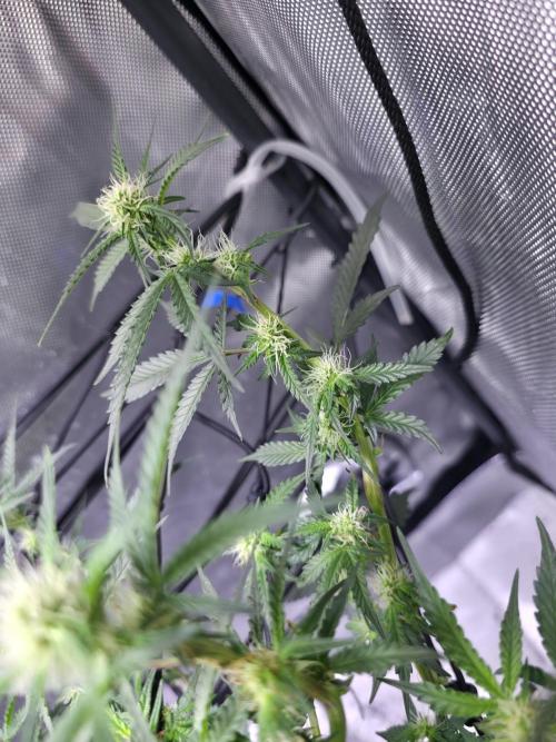 Bubblegum Femaleseeds. Week 10 - 19/03/2026
Lights on! 