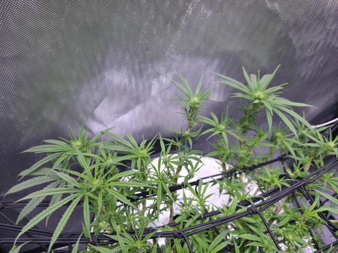 Bubblegum Femaleseeds. Week 10 - 19/03/2026
Lights on! 19/03/2026
Lights on! 
