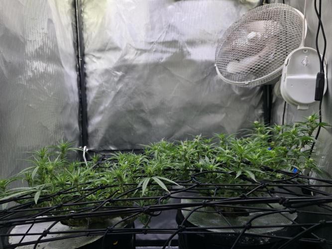 Bubblegum Femaleseeds. Week 10 - 19/03/2026
Lights on! 19/03/2026
Lights on! 