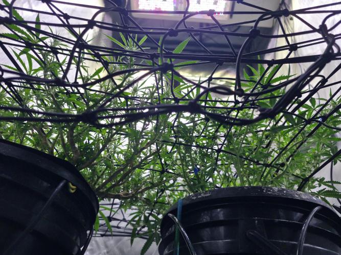 Bubblegum Femaleseeds. Week 10 - 19/03/2026
Lights on! 