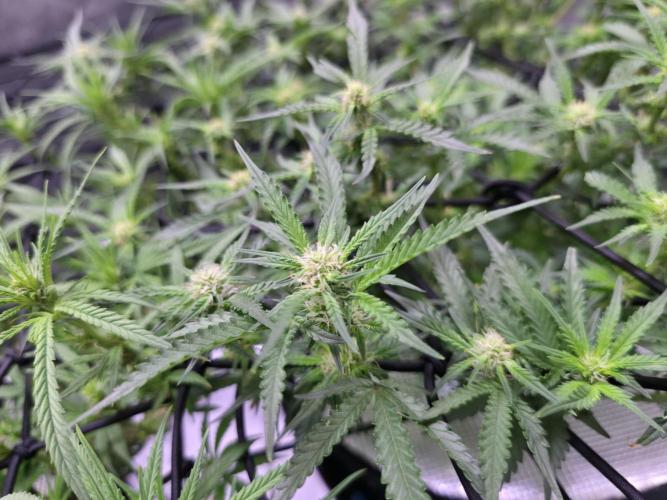 Bubblegum Femaleseeds. Week 10 - 19/03/2026
Lights on! 