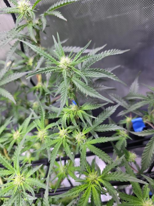 Bubblegum Femaleseeds. Week 10 - 19/03/2026
Lights on! 