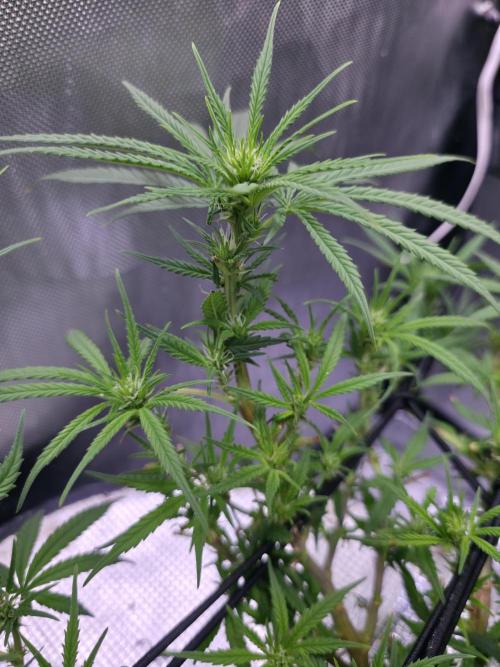 Bubblegum Femaleseeds. Week 10 - 19/03/2026
Lights on! 19/03/2026
Lights on! 19/03/2026
Lights on! 
