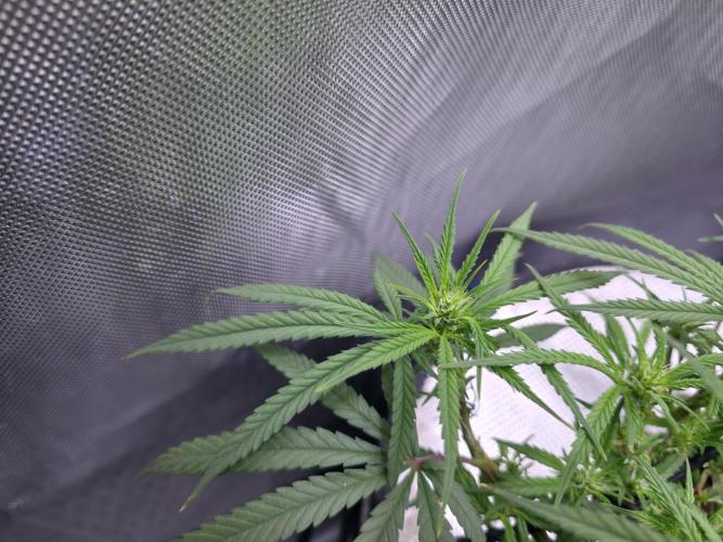 Bubblegum Femaleseeds. Week 10 - 19/03/2026
Lights on! 