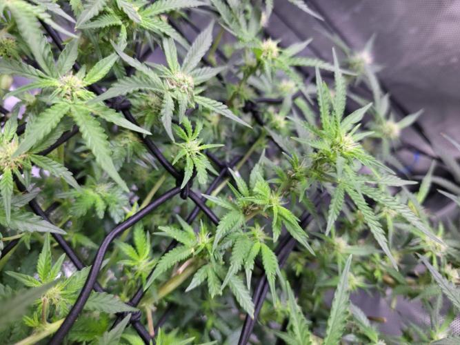 Bubblegum Femaleseeds. Week 10 - 19/03/2026
Lights on! 