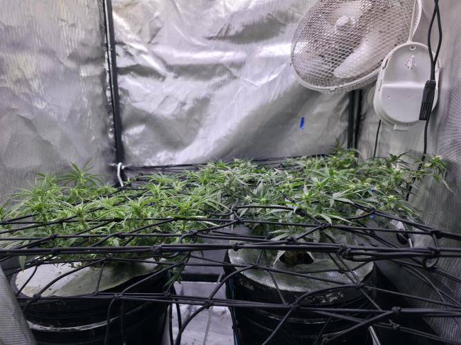 Bubblegum Femaleseeds. Week 11 - 20/03/2026
Supercropped and tucked!