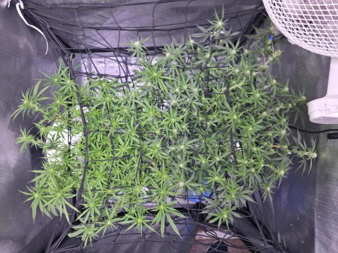 Bubblegum Femaleseeds. Week 11 - 20/03/2026
Supercropped and tucked!