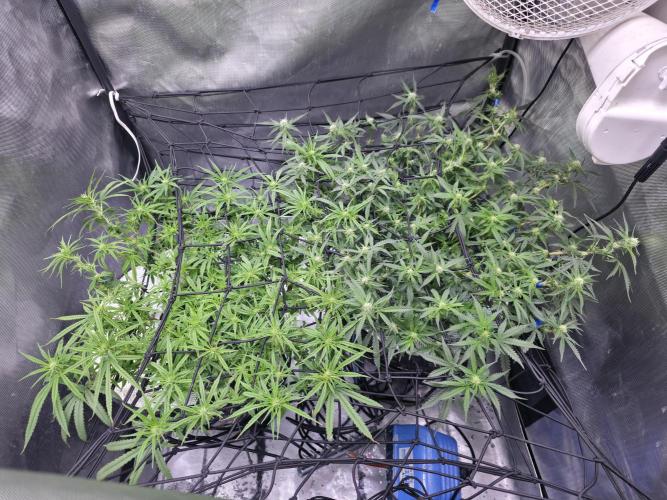 Bubblegum Femaleseeds. Week 11 - 20/03/2026
Supercropped and tucked!