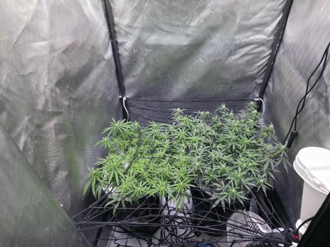 Bubblegum Femaleseeds. Week 11 - 21/03/2026
Pictures before lights off! 