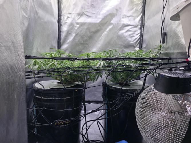Bubblegum Femaleseeds. Week 11 - 21/03/2026
Pictures before lights off! 