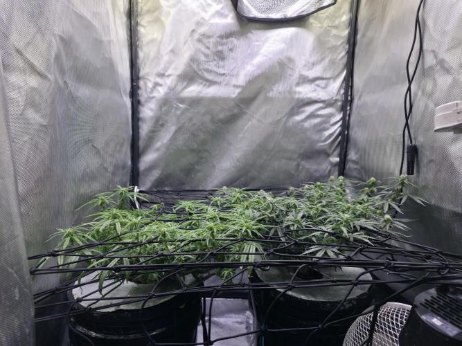 Bubblegum Femaleseeds. Week 11 - 21/03/2026
Pictures before lights off! 