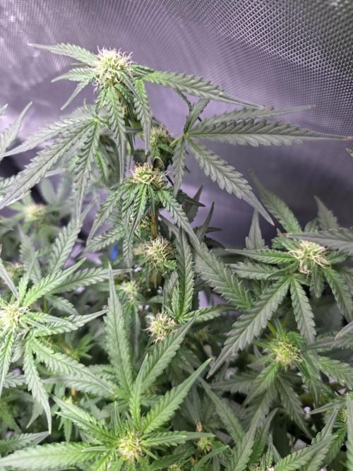 Bubblegum Femaleseeds. Week 11 - 21/03/2026
Pictures before lights off! 