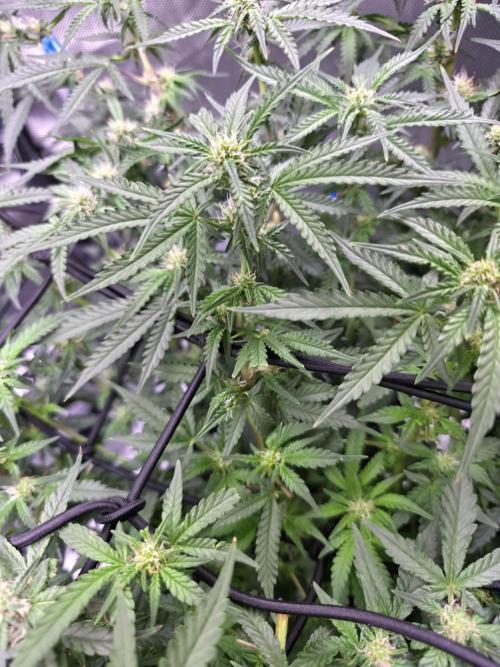 Bubblegum Femaleseeds. Week 11 - 21/03/2026
Pictures before lights off! 