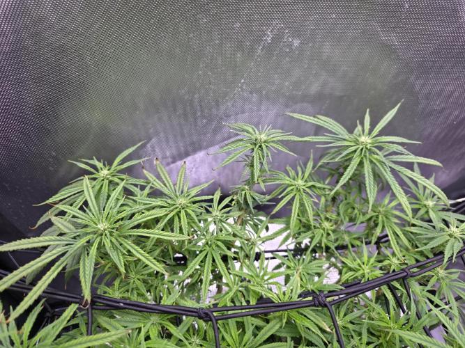 Bubblegum Femaleseeds. Week 11 - 21/03/2026
Pictures before lights off! 