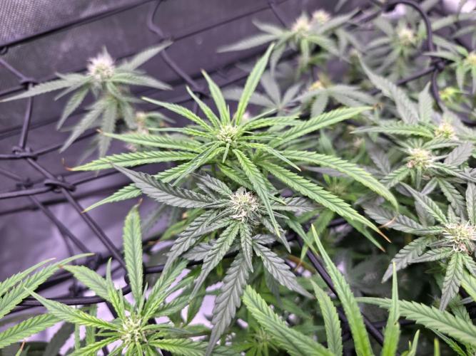 Bubblegum Femaleseeds. Week 11 - 21/03/2026
Pictures before lights off! 