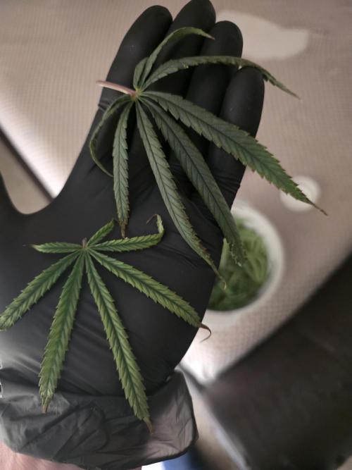 Bubblegum Femaleseeds. Week 11 - 22/03/2026 
Nute lock-out its subsided now and new growth seems fine.