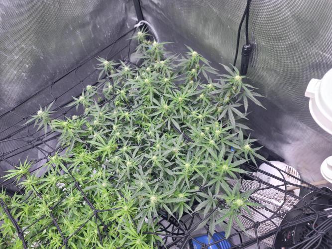 Bubblegum Femaleseeds. Week 11 - 22/03/2026 
Had a slight problem with Nute lock-out; its subsided now and new g
