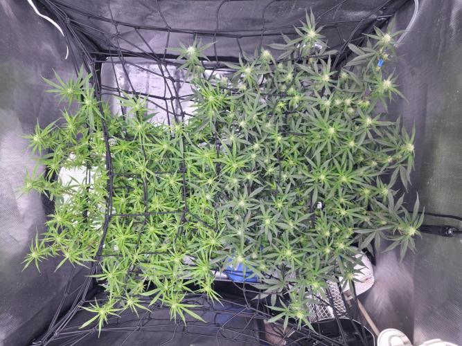 Bubblegum Femaleseeds. Week 11 - 22/03/2026 
Had a slight problem with Nute lock-out; its subsided now and new g