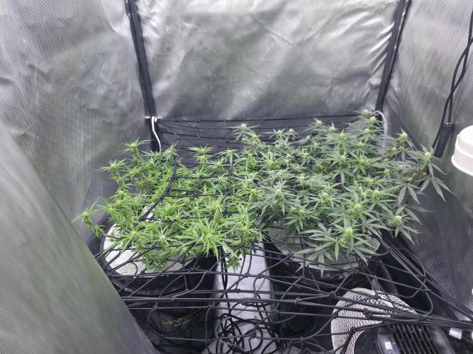 Bubblegum Femaleseeds. Week 11 - 22/03/2026 
Had a slight problem with Nute lock-out; its subsided now and new g
