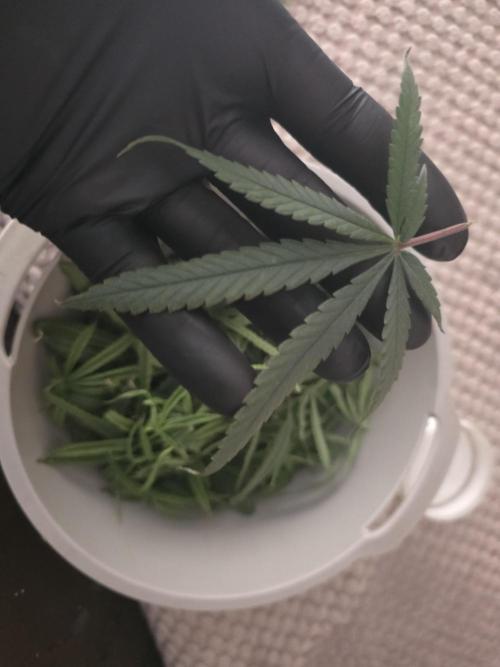 Bubblegum Femaleseeds. Week 11 - 22/03/2026 
Had a slight problem with Nute lock-out; its subsided now and new g