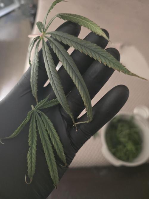 Bubblegum Femaleseeds. Week 11 - 22/03/2026 
Had a slight problem with Nute lock-out; its subsided now and new g