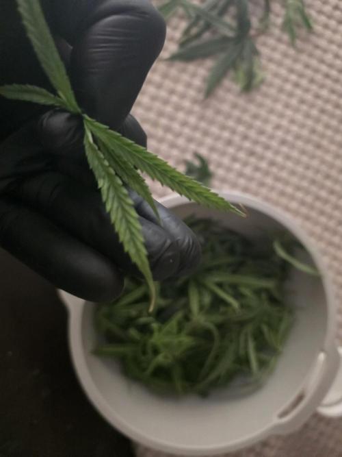 Bubblegum Femaleseeds. Week 11 - 22/03/2026 
Had a slight problem with Nute lock-out; its subsided now and new g