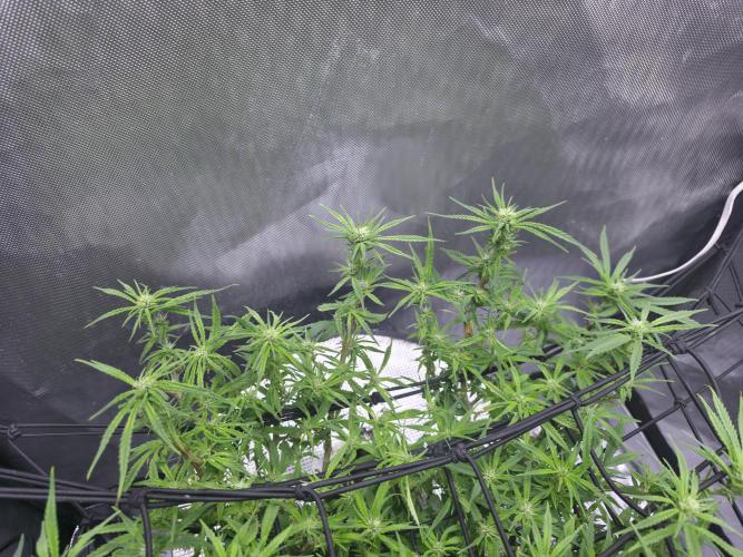 Bubblegum Femaleseeds. Week 11 - 22/03/2026 
Had a slight problem with Nute lock-out; its subsided now and new g