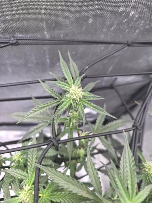 Bubblegum Femaleseeds. Week 11 - 22/03/2026 
Had a slight problem with Nute lock-out; its subsided now and new g