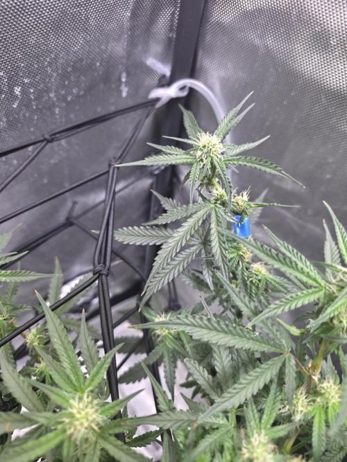 Bubblegum Femaleseeds. Week 11 - 22/03/2026 
Had a slight problem with Nute lock-out; its subsided now and new g