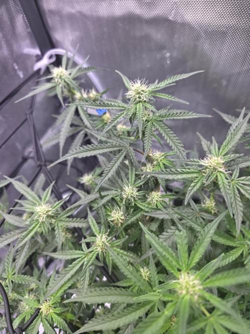 Bubblegum Femaleseeds. Week 11 - 22/03/2026 
Had a slight problem with Nute lock-out; its subsided now and new g