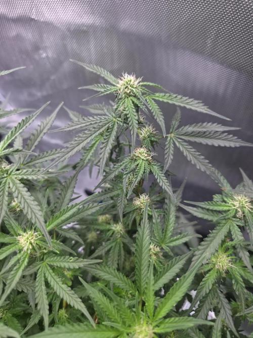Bubblegum Femaleseeds. Week 11 - 22/03/2026 
Had a slight problem with Nute lock-out; its subsided now and new g