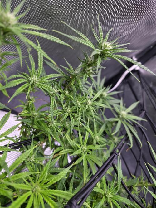 Bubblegum Femaleseeds. Week 11 - 23/03/2026