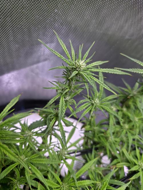 Bubblegum Femaleseeds. Week 11 - 23/03/2026
