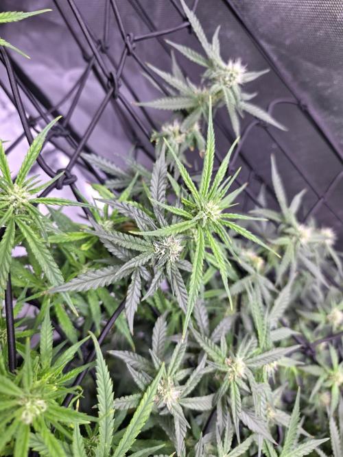 Bubblegum Femaleseeds. Week 11 - 23/03/2026